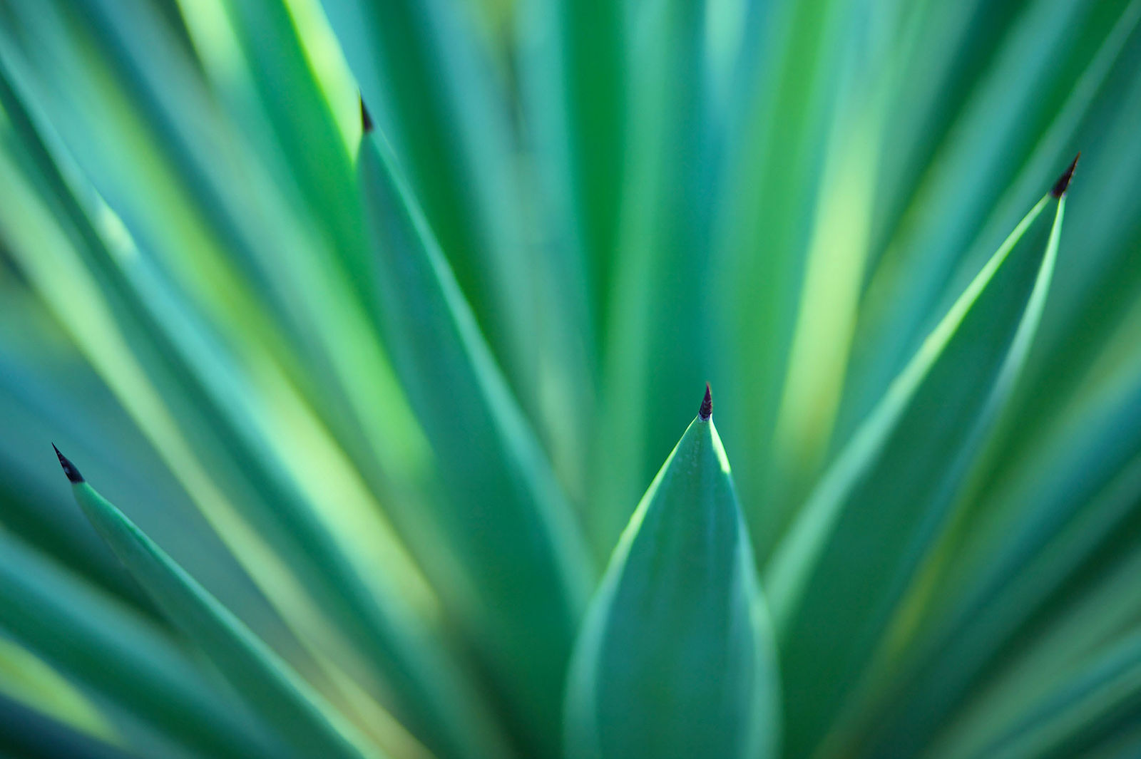 piante